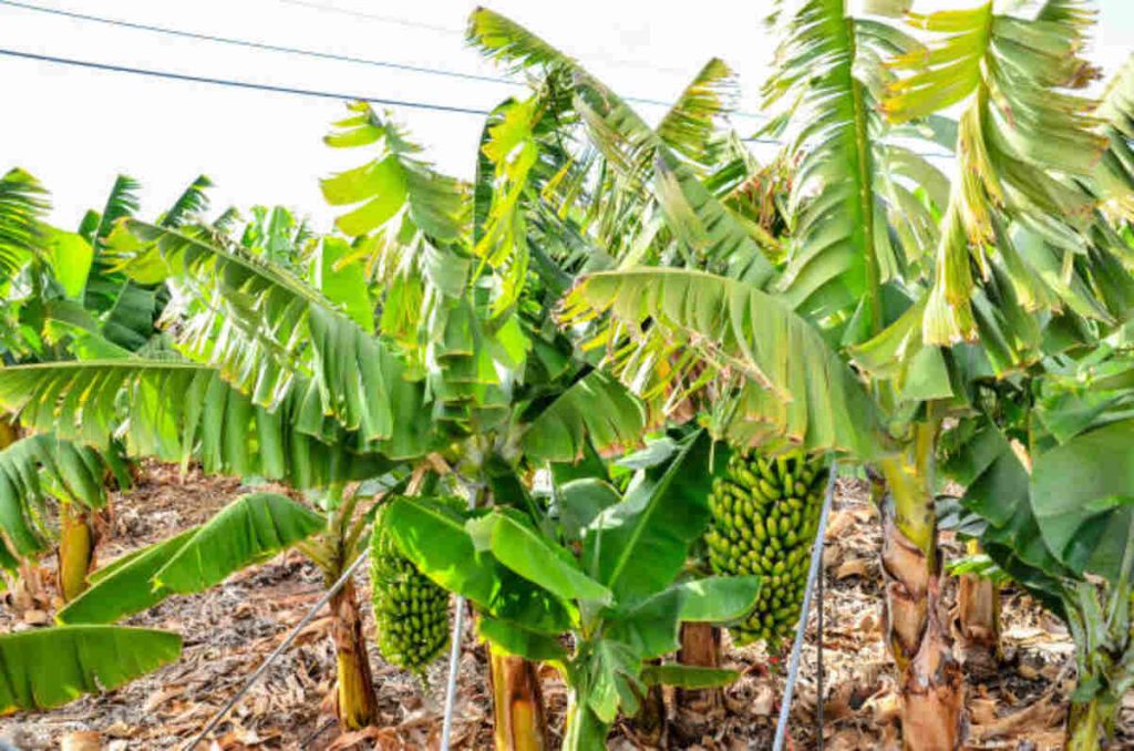 IMF Loan in Banana Harvester 6