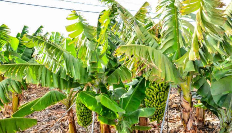IMF Loan in Banana Harvester 6