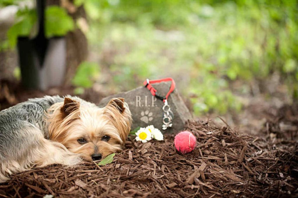 Pet Memorial Rock