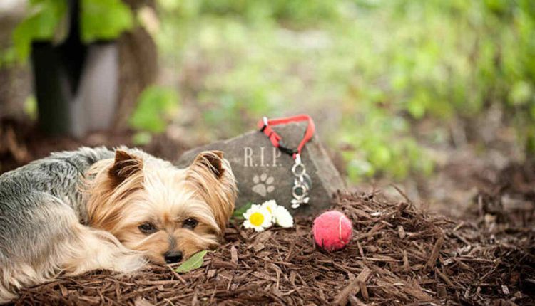 Pet Memorial Rock