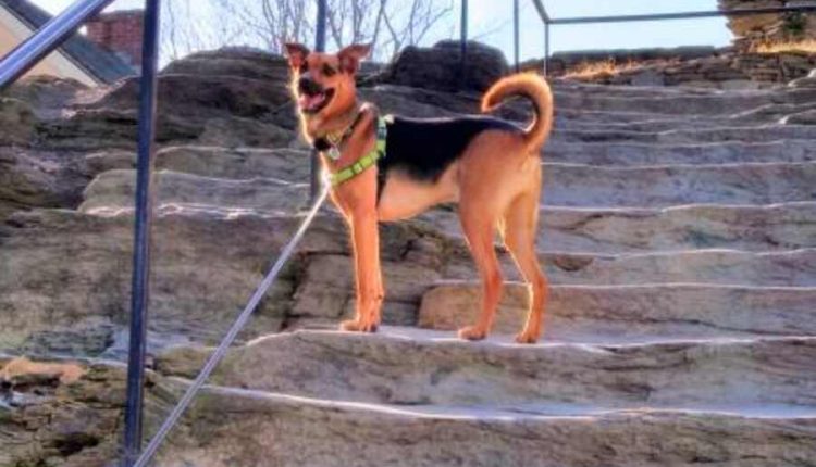 Peter Santenello Net Worth