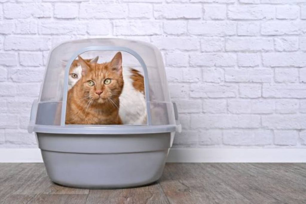 Pet Dryer Box