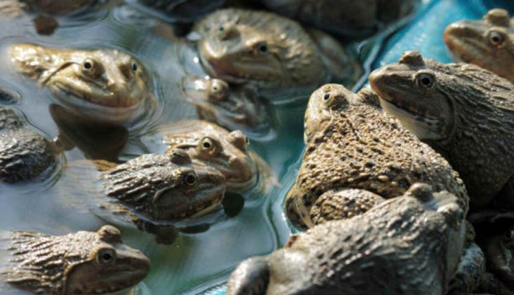 The Colorado River Toad For Sale
