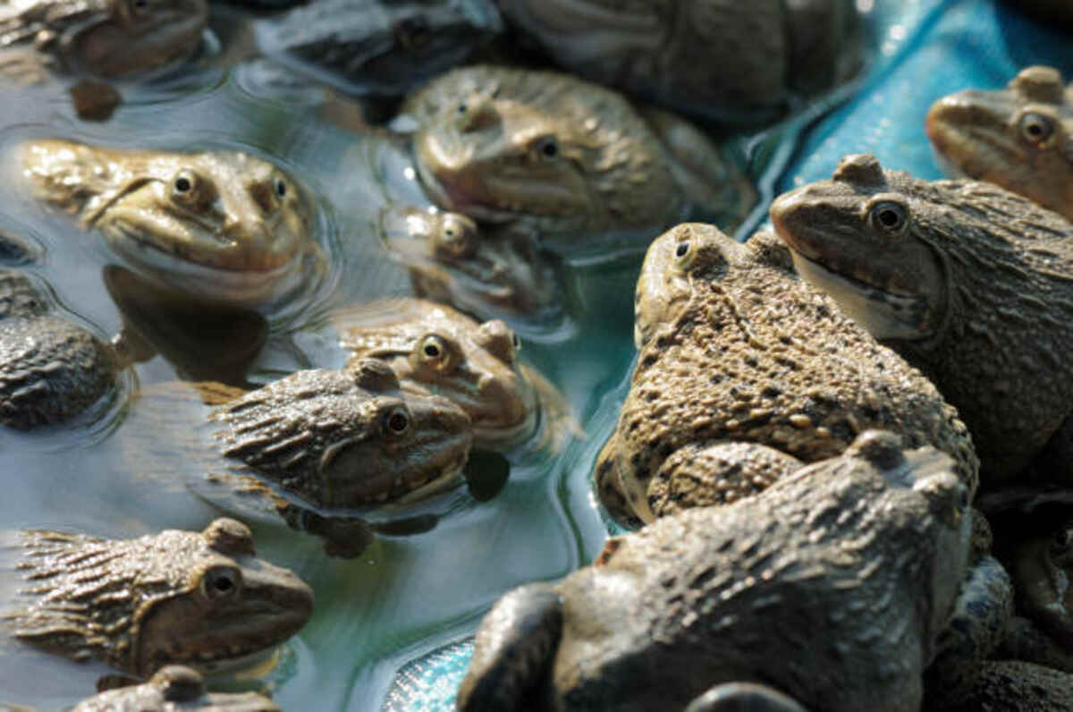 The Colorado River Toad For Sale