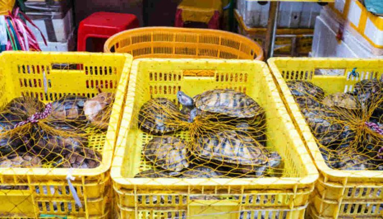 Pig-Nosed Fly River Turtle For Sale