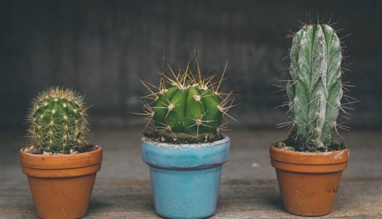 Legal Status of Peyote in Different Regions